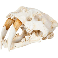 SABERTOOTH TIGER